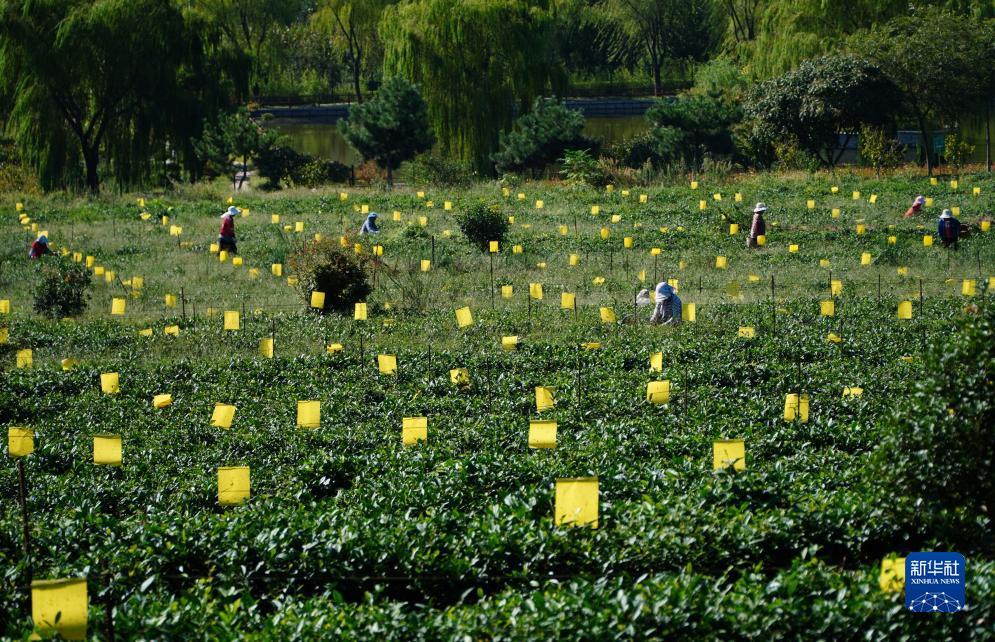 澳门维斯尼人澳门赌场